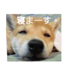 しばいぬりん。3（個別スタンプ：5）