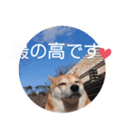 しばいぬりん。3（個別スタンプ：6）
