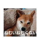 しばいぬりん。3（個別スタンプ：7）