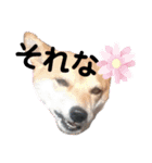 しばいぬりん。3（個別スタンプ：13）