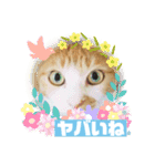 ネコスタンプス（個別スタンプ：1）