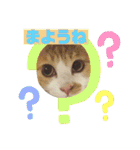 ネコスタンプス（個別スタンプ：2）