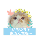 ネコスタンプス（個別スタンプ：3）