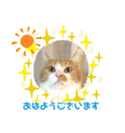 ネコスタンプス（個別スタンプ：5）