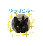 ネコスタンプス（個別スタンプ：6）