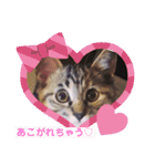 ネコスタンプス（個別スタンプ：7）