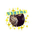 ネコスタンプス（個別スタンプ：8）