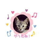 ネコスタンプス（個別スタンプ：9）