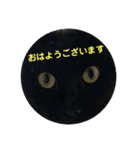 ネコスタンプス（個別スタンプ：12）