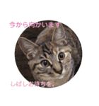ネコスタンプス（個別スタンプ：15）