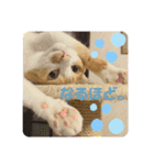 ネコスタンプス（個別スタンプ：17）