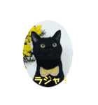 ネコスタンプス（個別スタンプ：19）