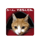 ネコスタンプス（個別スタンプ：20）