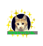cat's chat.（個別スタンプ：2）
