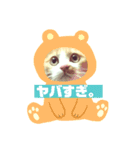 cat's chat.（個別スタンプ：3）