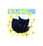 cat's chat.（個別スタンプ：5）