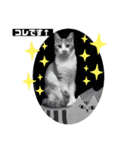 cat's chat.（個別スタンプ：6）