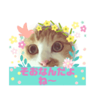 cat's chat.（個別スタンプ：7）