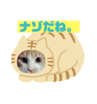 cat's chat.（個別スタンプ：8）