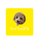 マルプー茶々丸2（個別スタンプ：1）