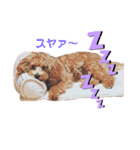 マルプー茶々丸2（個別スタンプ：3）