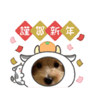 マルプー茶々丸2（個別スタンプ：8）