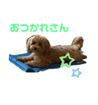 マルプー茶々丸2（個別スタンプ：9）