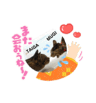 Happy New Cats2021（個別スタンプ：4）