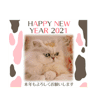 Happy New Cats2021（個別スタンプ：11）
