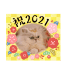 Happy New Cats2021（個別スタンプ：13）