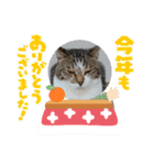 Happy New Cats2021（個別スタンプ：15）
