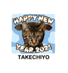 Happy New Cats2021（個別スタンプ：21）