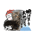 Happy New Cats2021（個別スタンプ：24）