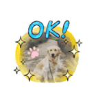 OMG(笑)(笑)（個別スタンプ：1）