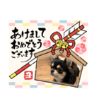 チワワのチャーリーお正月 feat O（個別スタンプ：2）