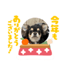チワワのチャーリーお正月 feat O（個別スタンプ：5）