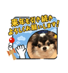 チワワのチャーリーお正月 feat O（個別スタンプ：8）