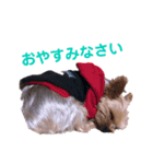 僕、チッチと言います。（個別スタンプ：3）