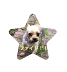 僕、チッチと言います。（個別スタンプ：6）