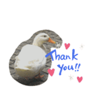 あひるのクーちゃん（個別スタンプ：1）