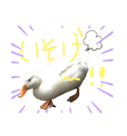 あひるのクーちゃん（個別スタンプ：4）