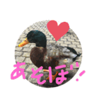 あひるのクーちゃん（個別スタンプ：5）
