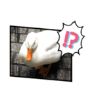 あひるのクーちゃん（個別スタンプ：13）