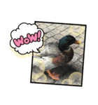 あひるのクーちゃん（個別スタンプ：15）