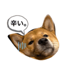 ぼく大和（個別スタンプ：1）