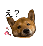 ぼく大和（個別スタンプ：2）