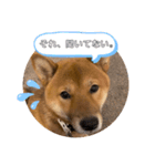 ぼく大和（個別スタンプ：4）