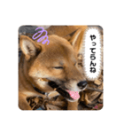 ぼく大和（個別スタンプ：5）