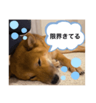 ぼく大和（個別スタンプ：7）