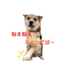 バイスタンプ（個別スタンプ：1）